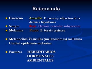 Retomando
◼ Caroteno Amarillo: E. corneo y adipocitos de la
dermis e hipodermis
◼ Sangre Rojo: Dermis vascular subyacente
◼ Melanina Pardo: E. basal y espinoso
◼ Melanocitos Vesículas (melanosomas) melanina
- Unidad epidermis-melanina
◼ Factores HEREDITARIOS
HORMONALES
AMBIENTALES
 