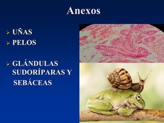 Anexos
➢ UÑAS
➢ PELOS
➢ GLÁNDULAS
SUDORÍPARAS Y
SEBÁCEAS
 