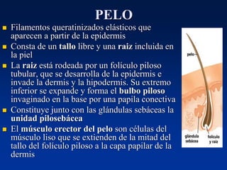 PELO
◼ Filamentos queratinizados elásticos que
aparecen a partir de la epidermis
◼ Consta de un tallo libre y una raiz incluida en
la piel
◼ La raiz está rodeada por un folículo piloso
tubular, que se desarrolla de la epidermis e
invade la dermis y la hipodermis. Su extremo
inferior se expande y forma el bulbo piloso
invaginado en la base por una papila conectiva
◼ Constituye junto con las glándulas sebáceas la
unidad pilosebácea
◼ El músculo erector del pelo son células del
músculo liso que se extienden de la mitad del
tallo del folículo piloso a la capa papilar de la
dermis
 