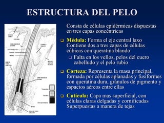 ESTRUCTURA DEL PELO
Consta de células epidérmicas dispuestas
en tres capas concéntricas
❑ Médula: Forma el eje central laxo
Contiene dos a tres capas de células
cúbicas con queratina blando
❑ Falta en los vellos, pelos del cuero
cabelludo y el pelo rubio
❑ Corteza: Representa la masa principal,
formada por células aplanadas y fusiformes
con queratina dura, gránulos de pigmento y
espacios aéreos entre ellas
❑ Cutícula: Capa mas superficial, con
células claras delgadas y cornificadas
Superpuestas a manera de tejas
 