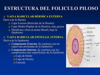 ESTRUCTURA DEL FOLICULO PILOSO
❑ VAINA RADICULAR DÉRMICA EXTERNA
Deriva de la Dermis
❑ Capa Externa (Reticular de la Dermis)
❑ Capa Media (Papilar de la Dermis), mas gruesa
❑ Membrana vítrea (Lamina Basal), bajo la
Epidermis
❑ VAINA RADICULAR EPITELIAL INTERNA
Deriva de la Epidermis
❑ Componente Externo. Se continua con las
capas mas profundas de la Epidermis
❑ Componente Interno. Se continua con los
componentes mas superficiales de la Epidermis
❑ Capa de Henle
❑ Capa de Huxley
❑ Cutícula
 