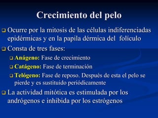 Crecimiento del pelo
❑ Ocurre por la mitosis de las células indiferenciadas
epidérmicas y en la papila dérmica del folículo
❑ Consta de tres fases:
❑ Anágeno: Fase de crecimiento
❑ Catágeno: Fase de terminación
❑ Telógeno: Fase de reposo. Después de esta el pelo se
pierde y es sustituido periódicamente
❑ La actividad mitótica es estimulada por los
andrógenos e inhibida por los estrógenos
 