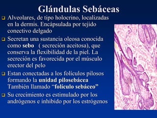 Glándulas Sebáceas
❑ Alveolares, de tipo holocrino, localizadas
en la dermis. Encápsulada por tejido
conectivo delgado
❑ Secretan una sustancia oleosa conocida
como sebo ( secreción aceitosa), que
conserva la flexibilidad de la piel. La
secreción es favorecida por el músculo
erector del pelo
❑ Estan conectadas a los folículos pilosos
formando la unidad pilosebácea
También llamado “folículo sebáceo”
❑ Su crecimiento es estimulado por los
andrógenos e inhibido por los estrógenos
 