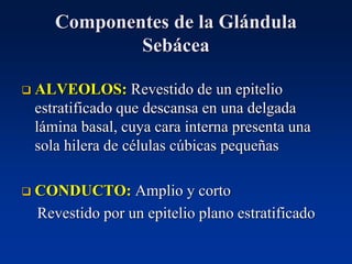 Componentes de la Glándula
Sebácea
❑ ALVEOLOS: Revestido de un epitelio
estratificado que descansa en una delgada
lámina basal, cuya cara interna presenta una
sola hilera de células cúbicas pequeñas
❑ CONDUCTO: Amplio y corto
Revestido por un epitelio plano estratificado
 