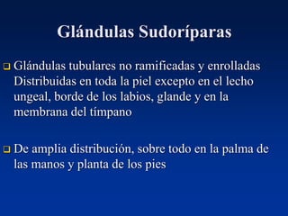 Glándulas Sudoríparas
❑ Glándulas tubulares no ramificadas y enrolladas
Distribuidas en toda la piel excepto en el lecho
ungeal, borde de los labios, glande y en la
membrana del tímpano
❑ De amplia distribución, sobre todo en la palma de
las manos y planta de los pies
 