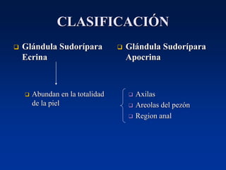 CLASIFICACIÓN
❑ Glándula Sudorípara
Ecrina
❑ Abundan en la totalidad
de la piel
❑ Glándula Sudorípara
Apocrina
❑ Axilas
❑ Areolas del pezón
❑ Region anal
 