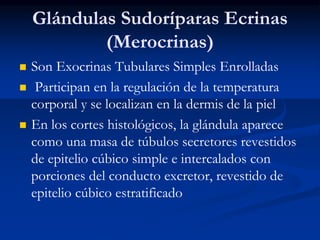Glándulas Sudoríparas Ecrinas
(Merocrinas)
◼ Son Exocrinas Tubulares Simples Enrolladas
◼ Participan en la regulación de la temperatura
corporal y se localizan en la dermis de la piel
◼ En los cortes histológicos, la glándula aparece
como una masa de túbulos secretores revestidos
de epitelio cúbico simple e intercalados con
porciones del conducto excretor, revestido de
epitelio cúbico estratificado
 