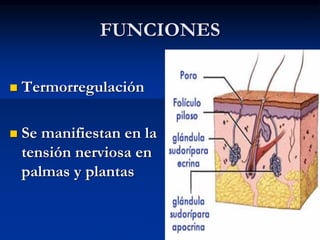 FUNCIONES
◼ Termorregulación
◼ Se manifiestan en la
tensión nerviosa en
palmas y plantas
 