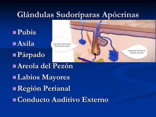 Glándulas Sudoríparas Apócrinas
◼Pubis
◼Axila
◼Párpado
◼Areola del Pezón
◼Labios Mayores
◼Región Perianal
◼Conducto Auditivo Externo
 