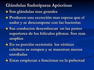 Glándulas Sudoríparas Apócrinas
◼ Son glándulas mas grandes
◼ Producen una secreción mas espesa que el
sudor y se descompone con las bacterias
◼ Sus conductos desembocan en las partes
superiores de los folículos pilosos. Son mas
amplios
◼ En su porción secretoria los vértices
celulares se rompen y se muestran menos
enrolladas
◼ Estas empiezan a funcionar en la pubertad
 