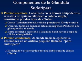 Componentes de la Glándula
Sudorípara
❑ Porción secretora. Localizada en la dermis o hipodermis,
revestida de epitelio cilíndrico o cúbico simple,
constituido por dos tipos de células:
❑ Claras: También llamadas células principales. De tipo seroso.
❑ Oscuras. También llamadas células mucígenas. Producen una
glucoproteína mucoide
❑ Entre el epitelio secretorio y la lámina basal hay una capa de
células mioepiteliales
❑ Porción conductora. Asciende hacia la epidermis,
desemboca en un orificio pequeño llamado “poro
sudoríparo”
❑ Es delgado y está revestido por una doble capa de células
cúbicas
 