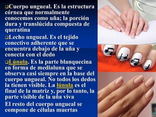 ❑Cuerpo ungueal. Es la estructura
córnea que normalmente
conocemos como uña; la porción
dura y translúcida compuesta de
queratina
❑Lecho ungueal. Es el tejido
conectivo adherente que se
encuentra debajo de la uña y
conecta con el dedo
❑Lúnula. Es la parte blanquecina
en forma de medialuna que se
observa casi siempre en la base del
cuerpo ungueal. No todos los dedos
la tienen visible. La lúnula es el
final de la matriz y, por lo tanto, la
parte visible de la uña viva
El resto del cuerpo ungueal se
compone de células muertas
 
