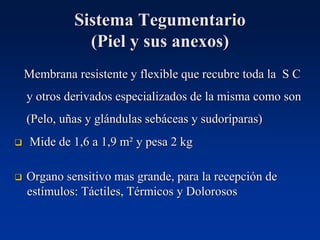Sistema Tegumentario
(Piel y sus anexos)
Membrana resistente y flexible que recubre toda la S C
y otros derivados especializados de la misma como son
(Pelo, uñas y glándulas sebáceas y sudoríparas)
❑ Mide de 1,6 a 1,9 m² y pesa 2 kg
❑ Organo sensitivo mas grande, para la recepción de
estímulos: Táctiles, Térmicos y Dolorosos
 