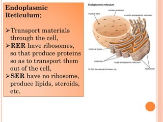 GOLGI BODY (GOLGI APPARATUS)
■ It is the package and
secretion unit in the cell
■ Golgi apparatus consists
of flattened sa...