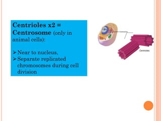 LEARNING OBJECTIVES
2.1.6 State that specialised cells have specific functions,
limited to:
(a)ciliated cells - movement o...