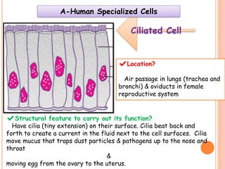 Reproduction
A-Human Specialized Cells
 