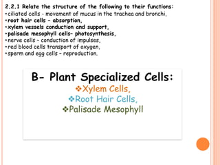 Palisade
Mesophyll Cells
❖Have many
chloroplast in
which
photosynthesis
occur
 