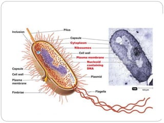 2. Bacteria.ppt