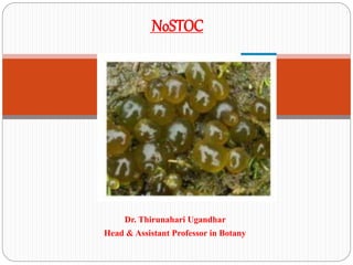 Dr. Thirunahari Ugandhar
Head & Assistant Professor in Botany
NoSTOC
 