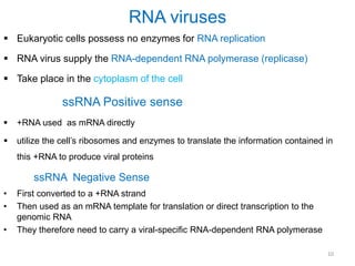 RNA viruses
 Eukaryotic cells possess no enzymes for RNA replication
 RNA virus supply the RNA-dependent RNA polymerase (replicase)
 Take place in the cytoplasm of the cell
ssRNA Positive sense
 +RNA used as mRNA directly
 utilize the cell’s ribosomes and enzymes to translate the information contained in
this +RNA to produce viral proteins
ssRNA Negative Sense
• First converted to a +RNA strand
• Then used as an mRNA template for translation or direct transcription to the
genomic RNA
• They therefore need to carry a viral-specific RNA-dependent RNA polymerase
10
 