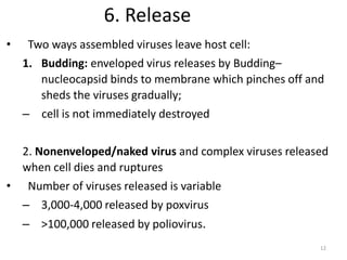 12
6. Release
• Two ways assembled viruses leave host cell:
1. Budding: enveloped virus releases by Budding–
nucleocapsid binds to membrane which pinches off and
sheds the viruses gradually;
– cell is not immediately destroyed
2. Nonenveloped/naked virus and complex viruses released
when cell dies and ruptures
• Number of viruses released is variable
– 3,000-4,000 released by poxvirus
– >100,000 released by poliovirus.
 