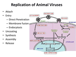 Replication of Animal Viruses
• Attach
• Entry
– Direct Penetration
– Membrane fusion
– Endocytosis
• Uncoating
• Synthesis
• Assembly
• Release
 