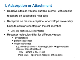 1. Adsorption or Attachment
 Reactive sites on viruses surface interact with specific
receptors on susceptible host cells
 Receptors on the virus capside or envelope irreversibly
binds to cellular receptors on the cell member
 Limit the host spp. & cells infected
 Receptor molecules differ for different viruses
 glycoproteins
 protein sequences
 Oligosaccharides
e.g. Influenza virus -- haemagglutinin  glycoprotein
receptor sites of host cell
HIV – gp120  CD4+ cell
Polio virus -- lipoprotein receptor of host cells
4
 