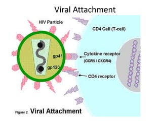 Viral Attachment
 