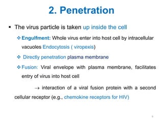 2. Penetration
 The virus particle is taken up inside the cell
Engulfment: Whole virus enter into host cell by intracellular
vacuoles Endocytosis ( viropexis)
 Directly penetration plasma membrane
Fusion: Viral envelope with plasma membrane, facilitates
entry of virus into host cell
 interaction of a viral fusion protein with a second
cellular receptor (e.g., chemokine receptors for HIV)
6
 