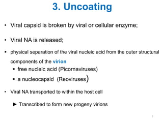 3. Uncoating
• Viral capsid is broken by viral or cellular enzyme;
• Viral NA is released;
 physical separation of the viral nucleic acid from the outer structural
components of the virion
 free nucleic acid (Picornaviruses)
 a nucleocapsid (Reoviruses)
• Viral NA transported to within the host cell
► Transcribed to form new progeny virions
7
 