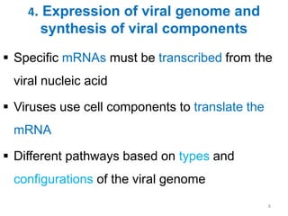 4. Expression of viral genome and
synthesis of viral components
 Specific mRNAs must be transcribed from the
viral nucleic acid
 Viruses use cell components to translate the
mRNA
 Different pathways based on types and
configurations of the viral genome
8
 