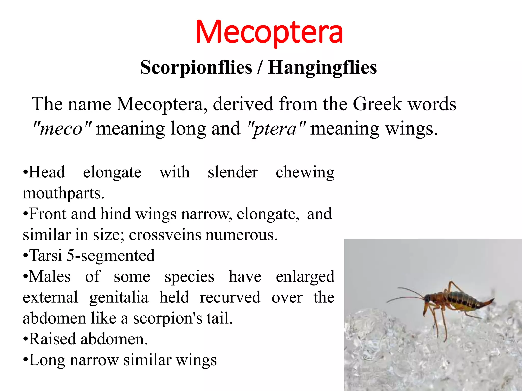 2. INSECT ORDER.pptx