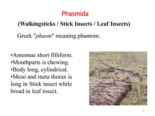 2. INSECT ORDER.pptx