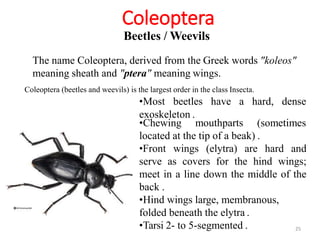2. INSECT ORDER.pptx