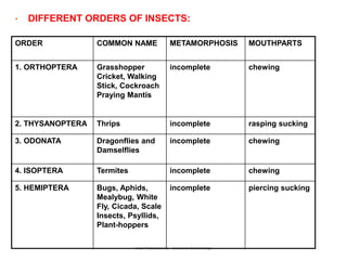 Order Isoptera Insects 2. INSECT ORDER.pptx