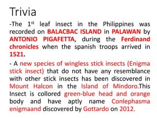 Egnima Insecte 2. INSECT ORDER.pptx