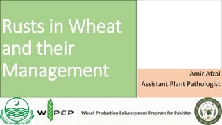 Amir Afzal
Assistant Plant Pathologist
Rusts in Wheat
and their
Management
 