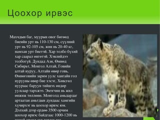 Цоохор ирвэс Махчдын баг, муурын овог бөгөөд биеийн урт нь 110-130 см, сүүлний урт нь 92-105 см, жин нь 20-40 кг, намхан урт биетэй. Хар толбо бүхий хар саарал өнгөтэй. Хэвлийдээ толбогүй. Дундад Ази, Өмнөд Сибирьт, Монгол Алтай, Говийн алтай нуруу, Алтайн өвөр говь, Өмнөговийн зарим уулс хангайн гол нурууны өвөр бие хэсэг, Хөвсгөл нуураас баруун тийшэх өндөр уулсаар тархжээ. Эмэгчин нь жил өнжиж төллөнө. Монголд амьдардаг артаатан амьтдын дундаас хамгийн хүчирхэг нь цоохор ирвэс юм. Дэлхий дээр ердөө 3500 орчим цоохор ирвэс байдгаас 1000-1200 нь манай оронд амьдардаг юм.  