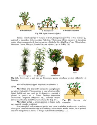 2. INMULTIREA PL. PARTEA II. AGRO+HORTI.pdf
