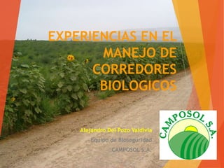 EXPERIENCIAS EN EL
MANEJO DE
CORREDORES
BIOLOGICOS
Alejandro Del Pozo Valdivia
Equipo de Bioseguridad
CAMPOSOL S.A.
 