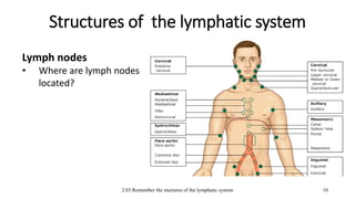 2.03 Remember the stuctures of the lymphatic system
Structures of the lymphatic system
10
Lymph nodes
• Where are lymph nodes
located?
 