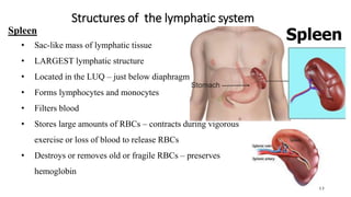 Structures of the lymphatic system
13
Spleen
• Sac-like mass of lymphatic tissue
• LARGEST lymphatic structure
• Located in the LUQ – just below diaphragm
• Forms lymphocytes and monocytes
• Filters blood
• Stores large amounts of RBCs – contracts during vigorous
exercise or loss of blood to release RBCs
• Destroys or removes old or fragile RBCs – preserves
hemoglobin
 