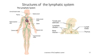 2.03 Remember the stuctures of the lymphatic system
Structures of the lymphatic system
15
 