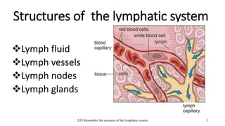 2.03 Remember the stuctures of the lymphatic system
Structures of the lymphatic system
Lymph fluid
Lymph vessels
Lymph nodes
Lymph glands
3
 