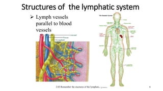 2.03 Remember the stuctures of the lymphatic system
Structures of the lymphatic system
6
 Lymph vessels
parallel to blood
vessels
 