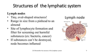 2.03 Remember the stuctures of the lymphatic system
Structures of the lymphatic system
9
Lymph nodes
• Tiny, oval-shaped structures!
• Range in size from a pinhead to an
almond
• Site of lymphocyte formation and
filter for screening out harmful
substances (ex: bacteria, cancer)
• If substances can’t be destroyed,
node becomes inflamed
Lymph node
 