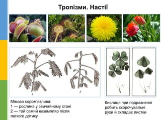 Тропізми. Настії
Мімоза сором’язлива:
1 — рослина у звичайному стані
2 — той самий екземпляр після
легкого дотику
Кислиця при подразненні
робить скорочувальні
рухи й складає листки
 