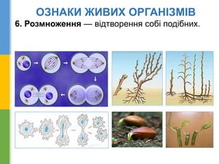 ОЗНАКИ ЖИВИХ ОРГАНІЗМІВ
6. Розмноження — відтворення собі подібних.
 