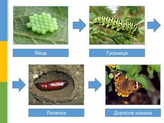 Яйце Гусениця
Лялечка Доросла комаха
 