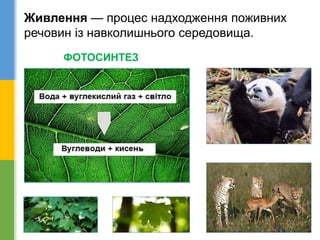 Живлення — процес надходження поживних
речовин із навколишнього середовища.
ФОТОСИНТЕЗ
 